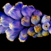 Buy canvas prints of Grape Hyacinth,  armeniacum muscari. by Chris Barker
