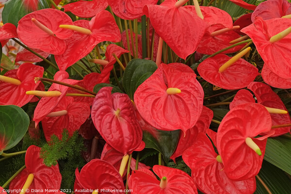 Red Anthurium Madeira Portugal  Picture Board by Diana Mower