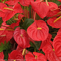 Buy canvas prints of Red Anthurium Madeira Portugal  by Diana Mower