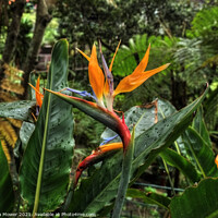 Buy canvas prints of Bird of Paradise flowers Madeira  by Diana Mower
