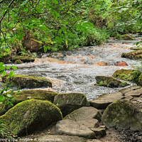 Buy canvas prints of Hebden water near Hardcastle Crags by Diana Mower