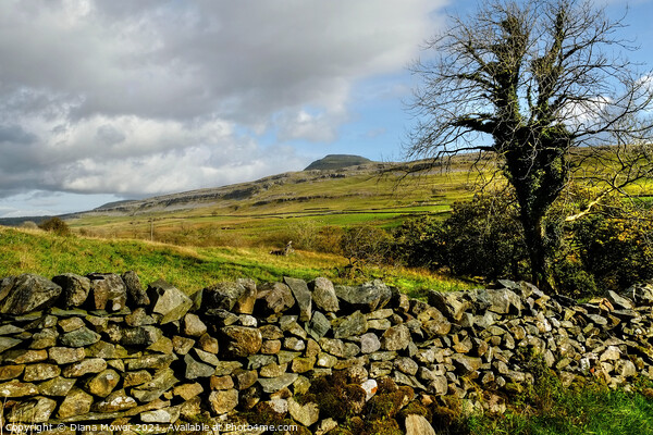 Yorkshire Dales Landscape  Picture Board by Diana Mower