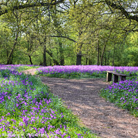 Buy canvas prints of  Bluebell Woods Panoramic view by Diana Mower