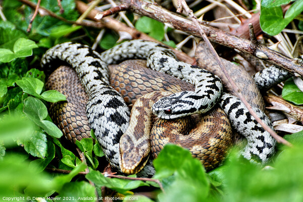 Pair of Adders Picture Board by Diana Mower