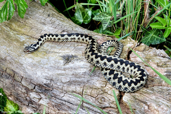 Male  Adder  Picture Board by Diana Mower