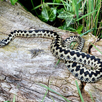 Buy canvas prints of Male  Adder  by Diana Mower