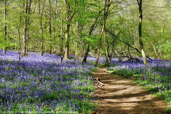 Essex Bluebell Wood England Picture Board by Diana Mower