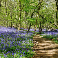 Buy canvas prints of Essex Bluebell Wood England by Diana Mower