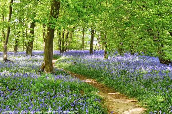 Springtime Bluebell Wood  Picture Board by Diana Mower