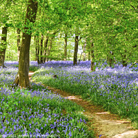 Buy canvas prints of Springtime Bluebell Wood  by Diana Mower