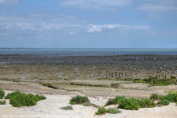 Bradwell on sea mudflats Picture Board by Diana Mower