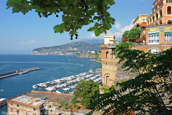 The Port of Sorrento from the Piazza Tasso Picture Board by Diana Mower