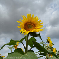 Buy canvas prints of Sunflowers by Diana Mower