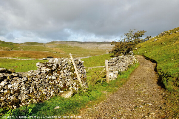 Yorkshire Dales footpath View Picture Board by Diana Mower
