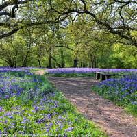Buy canvas prints of Bluebell Woods in  Ancient English Woodlands by Diana Mower