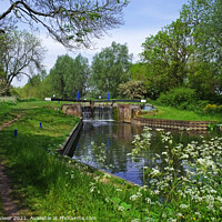 Buy canvas prints of Rushes Lock and tow path Ulting Essex by Diana Mower