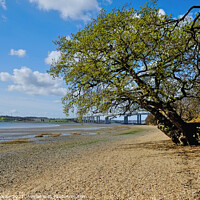 Buy canvas prints of  Low tide River Orwell Suffolk by Diana Mower
