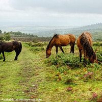 Buy canvas prints of Quantock Hills Horses Somerset Panoramic by Diana Mower