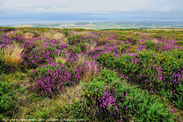 Quantock Hills Heather Somerset Picture Board by Diana Mower