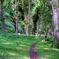 Buy canvas prints of Quantock woodlands Somerset by Diana Mower