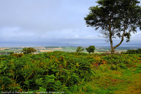  Somerset Levels from the Quantocks Picture Board by Diana Mower