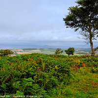Buy canvas prints of  Somerset Levels from the Quantocks by Diana Mower