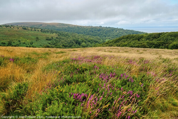 The Quantock Hills and woodlands Somerset Picture Board by Diana Mower