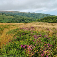 Buy canvas prints of The Quantock Hills and woodlands Somerset by Diana Mower