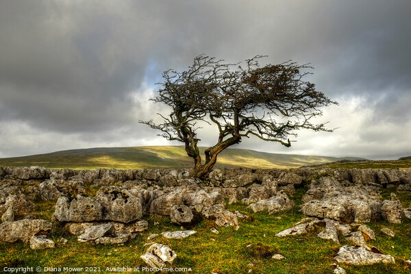 Twistleton Scar tree Yorkshire Dales Picture Board by Diana Mower