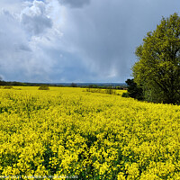 Buy canvas prints of Rapeseed fields Landscape by Diana Mower
