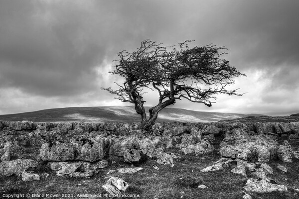 Twistleton Scar Tree Yorkshire Black and white Picture Board by Diana Mower
