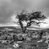 Buy canvas prints of Twistleton Scar Tree Yorkshire Black and white by Diana Mower