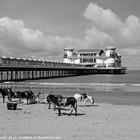 Buy canvas prints of Weston-super-Mare Donkeys by Diana Mower