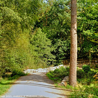 Buy canvas prints of Cannock Chase Woodland trails by Diana Mower