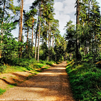 Buy canvas prints of Cannock Chase Walks and trails by Diana Mower
