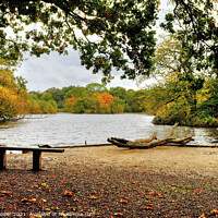 Buy canvas prints of Connaught Water View Epping  by Diana Mower