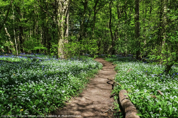 Wild Garlic woodland Pathway Picture Board by Diana Mower