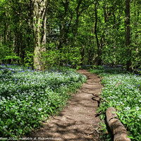 Buy canvas prints of Wild Garlic woodland Pathway by Diana Mower