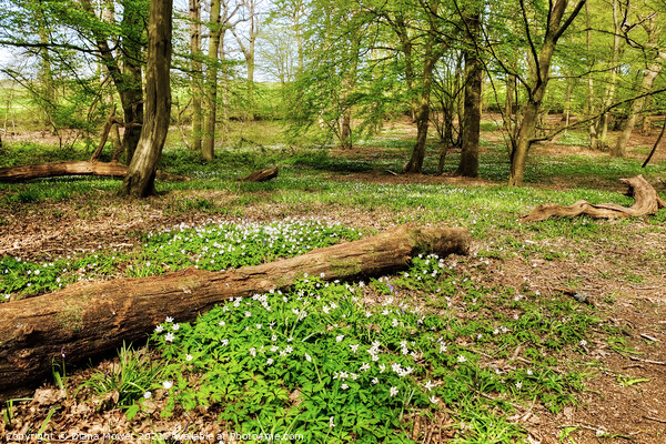 Wood Anemones Woodland Picture Board by Diana Mower