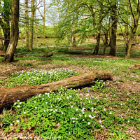 Buy canvas prints of Wood Anemones Woodland by Diana Mower