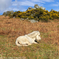 Buy canvas prints of Dartmoor Pony Foal by Diana Mower