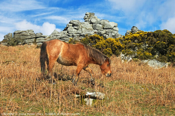 Dartmoor Pony  Picture Board by Diana Mower