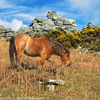 Buy canvas prints of Dartmoor Pony  by Diana Mower