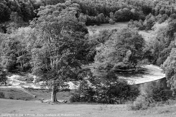 Horseshoe Falls Llangollen black and white Picture Board by Diana Mower