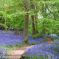 Buy canvas prints of Winding Bluebell pathway panoramic by Diana Mower
