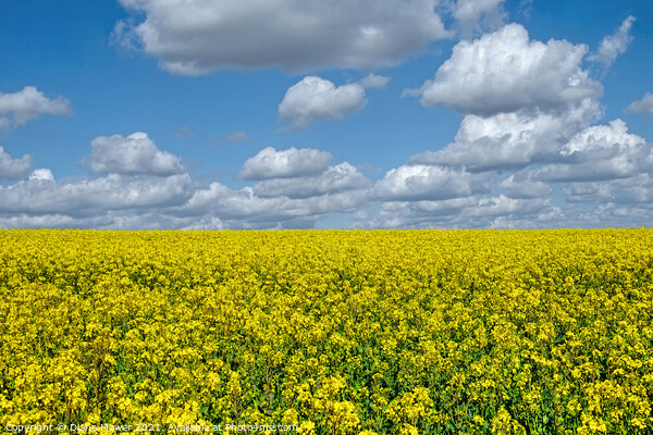 Golden Rapeseed Landscape Picture Board by Diana Mower