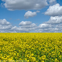 Buy canvas prints of Golden Rapeseed Landscape by Diana Mower