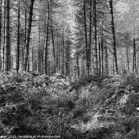 Buy canvas prints of Cannock Chase Woods Monochrome  by Diana Mower