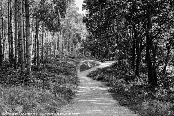 Cannock Chase trails Monochrome Picture Board by Diana Mower