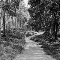Buy canvas prints of Cannock Chase trails Monochrome by Diana Mower